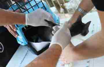  Conselho de Veterinária alerta para doença que afeta gatos 